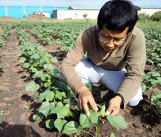 海企紡織（坦桑尼亞）有限公司廠區(qū)里的棉花種植試驗(yàn)